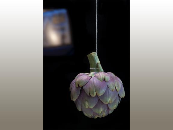 A photo of a purple and green artichoke hanging upside down from a string.