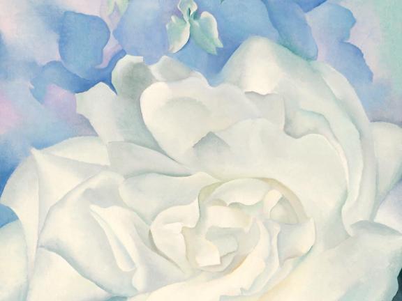 Painting of a large white rose with larkspurs in background