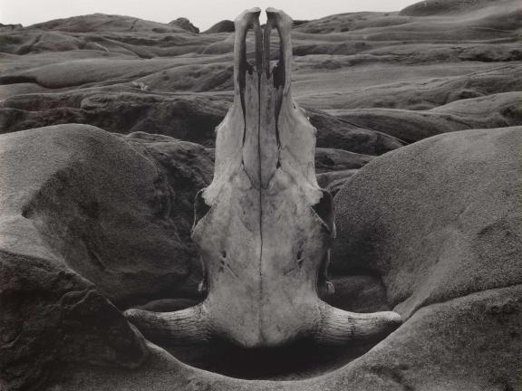 Edward Weston (American, 1886–1958) Skull and Rock-Arrangement 1931
