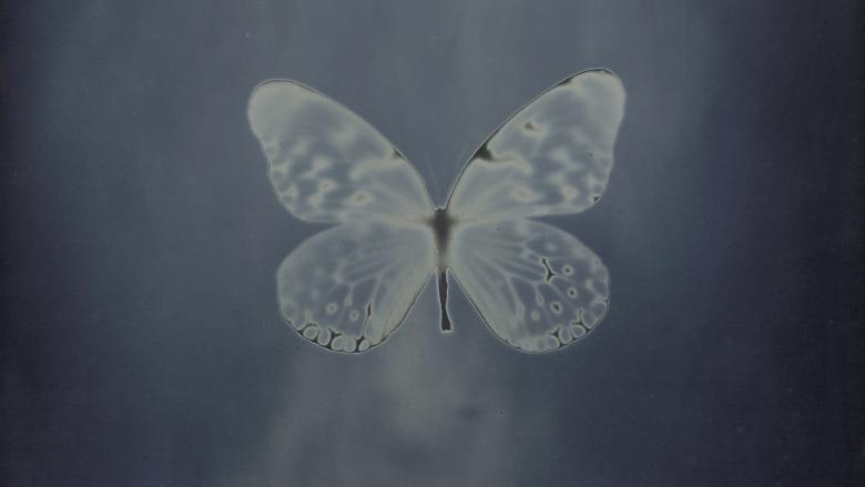 A metallic blue plate showing a butterfly's silhouette.