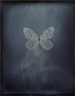 A metallic blue plate showing a butterfly's silhouette.