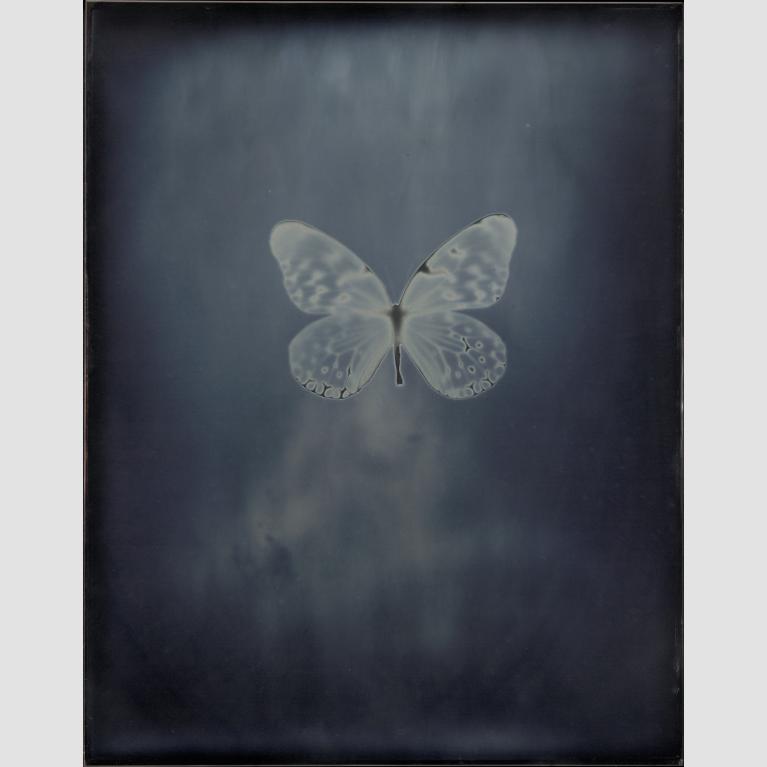 A metallic blue plate showing a butterfly's silhouette.