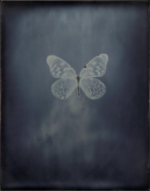 A metallic blue plate showing a butterfly's silhouette.
