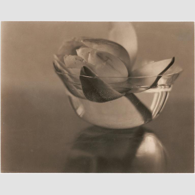 A photo of a single water lily in a small glass bowl of water.