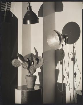  A photo of a potted cactus on a table illuminated by two lights. 