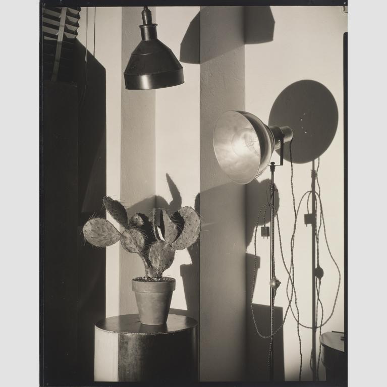 A photo of a potted cactus on a table illuminated by two lights.