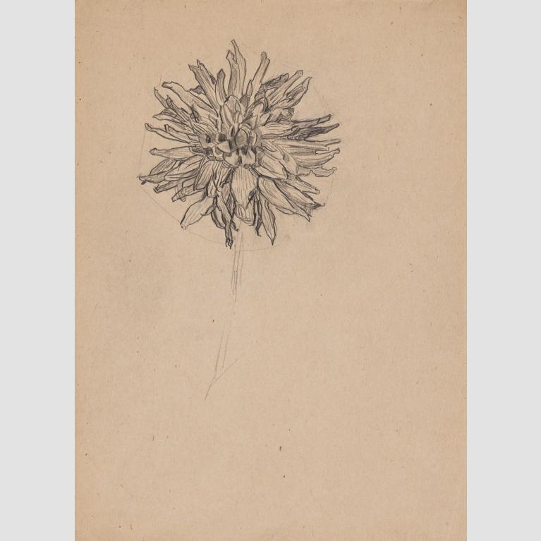 A sketch of a dahlia on a tan piece of paper.