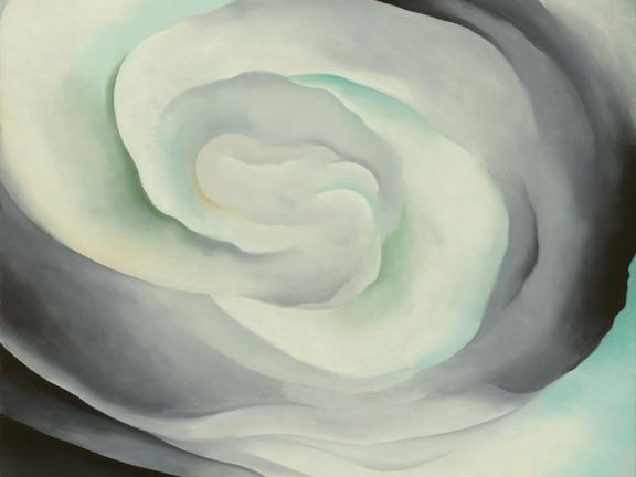 Abstraction White Rose