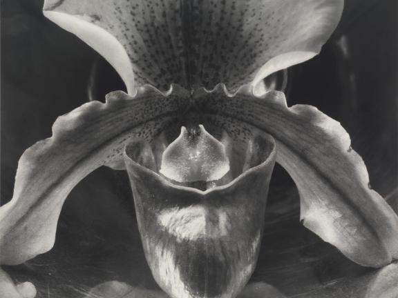 Edward Weston (American, 1886–1958) Orchid 1931